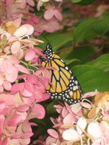 Monarch beginning to start its migration journey
