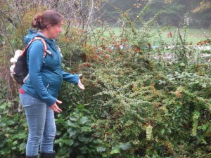 Sara Cavin of UVLT, pointing our invasive species, Japanese Barberry.