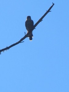 bird resting on a limb