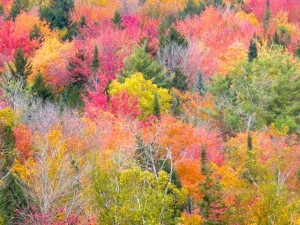 Vermont fall colors